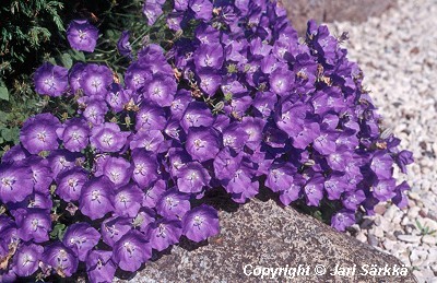  Campanula carpatica 